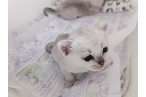 成約済の東京都のバーミラ-80165の16枚目